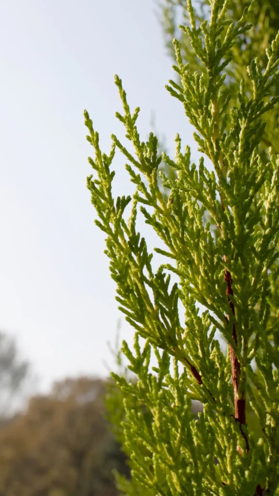 RigeneraNatura, ambiente cipresso