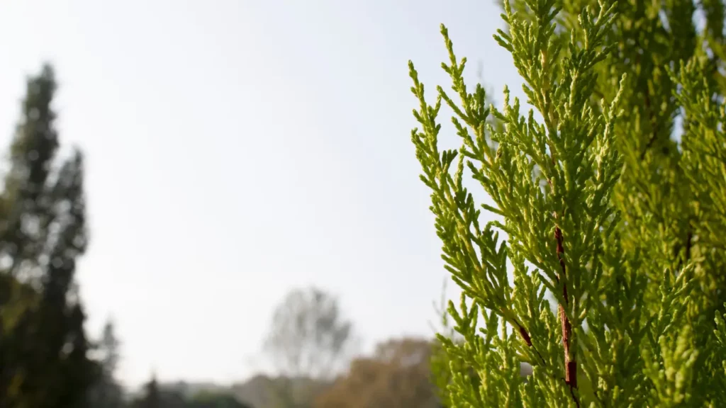 RigeneraNatura, ambiente cipresso