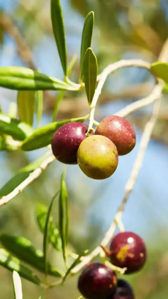 RigeneraNatura, olive