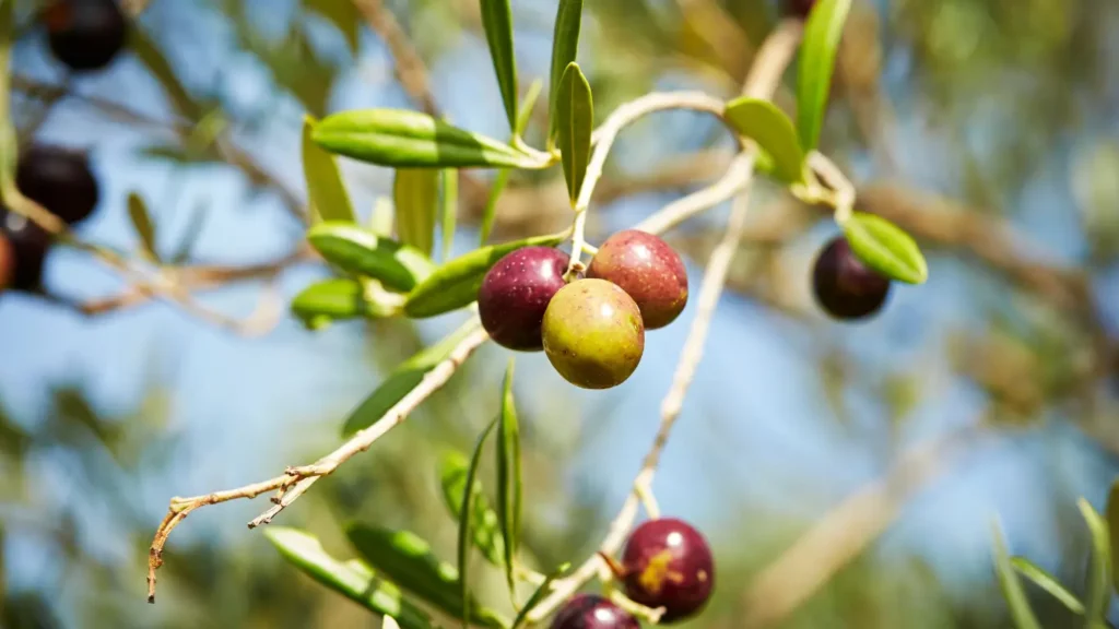 RigeneraNatura, olive