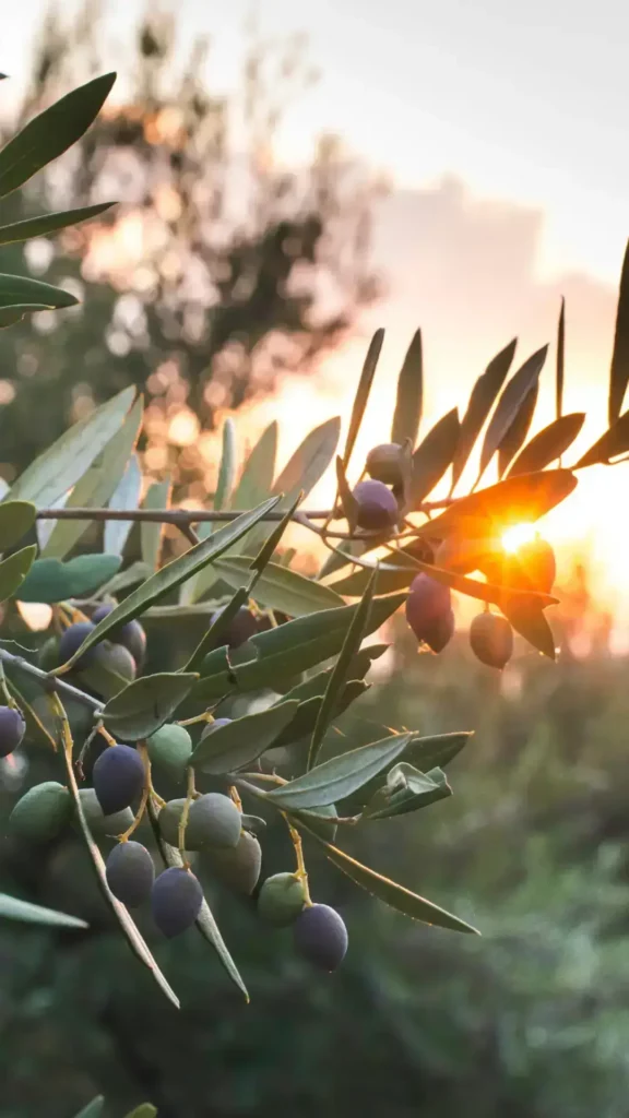 RigeneraNatura, olivo al tramonto