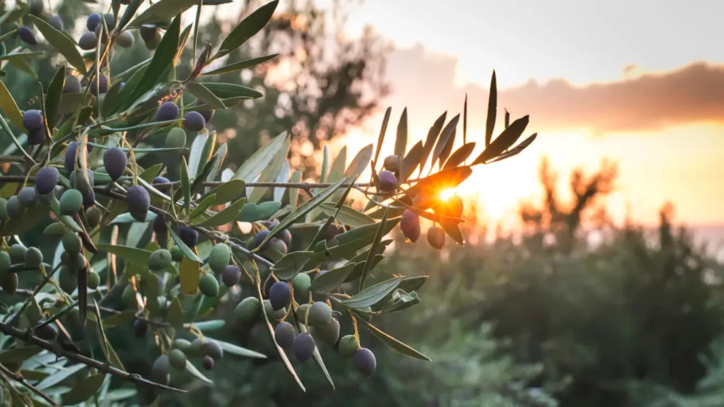 RigeneraNatura, olivo al tramonto