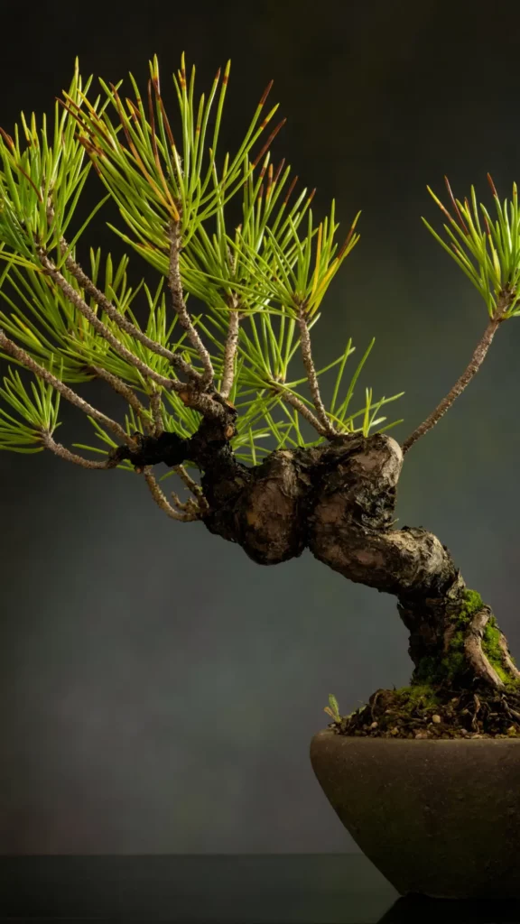 RigeneraNatura, Pino Mugo, bonsai