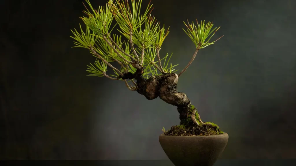 RigeneraNatura, Pino Mugo, bonsai