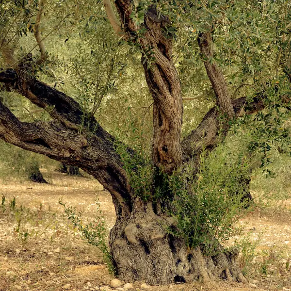 RigeneraNatura, Info box "Olivo"